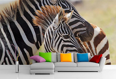 Fototapeta Zebra a mláďa 1563
